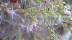 Wahlenbergia subulata
