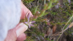 Wahlenbergia subulata