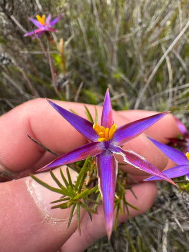 Demarz's Tinsel Lily (Calectasia demarzii)