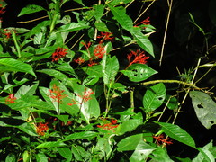Palicourea crocea