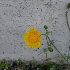 Asteraceae