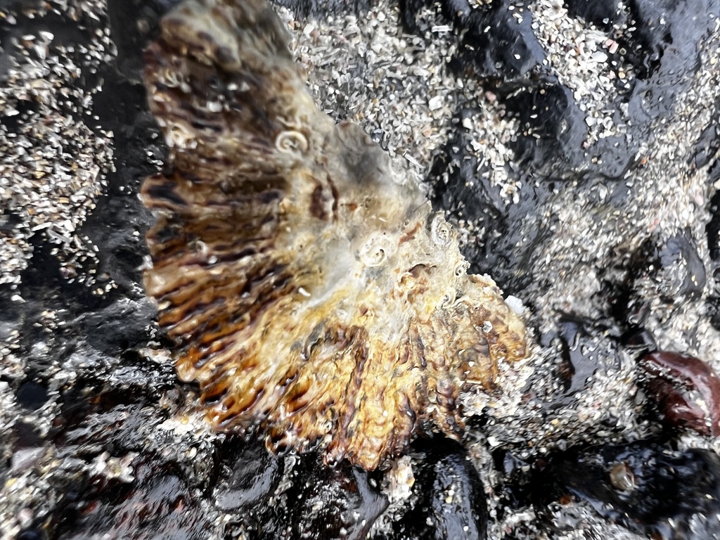 Patella aspera