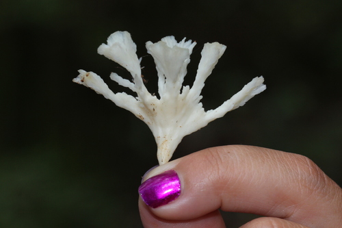 jellied false coral fungus