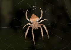 Eriophora edax