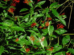 Palicourea crocea