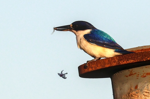 Top End Forest Kingfisher