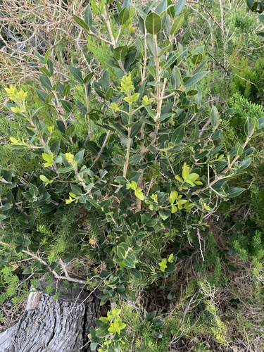 Noronhia foveolata, photograph 6