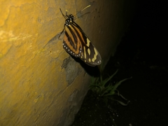 Lycorea halia atergatis