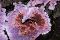Hypochnella violacea