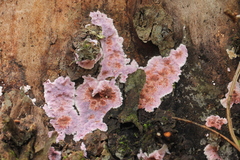 Hypochnella violacea