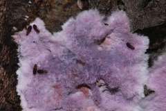 Hypochnella violacea