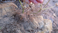 Pelargonium longifolium