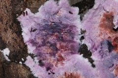 Hypochnella violacea