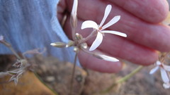 Pelargonium longifolium