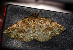 Eufidonia convergaria