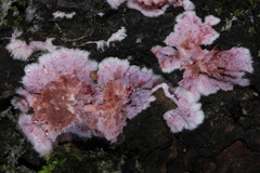 Hypochnella violacea