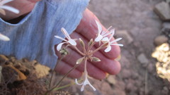 Pelargonium longifolium