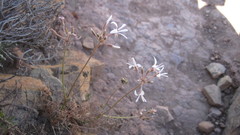 Pelargonium longifolium