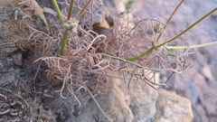 Pelargonium longifolium