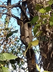 Sciurus niger limitis