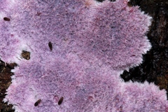 Hypochnella violacea