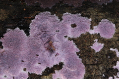 Hypochnella violacea