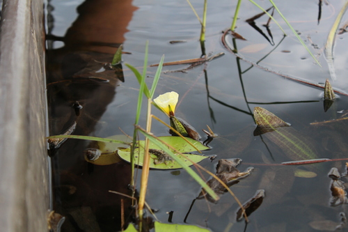 Ottelia ulvifolia image