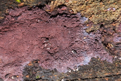 Hypochnella violacea