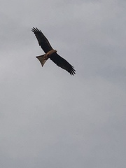 Milvus migrans