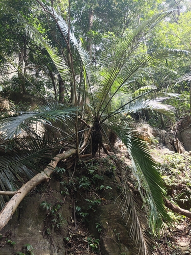 Wight’s sago palm (Arenga wightii)