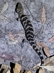 Pink-Tongued Lizard photo 5