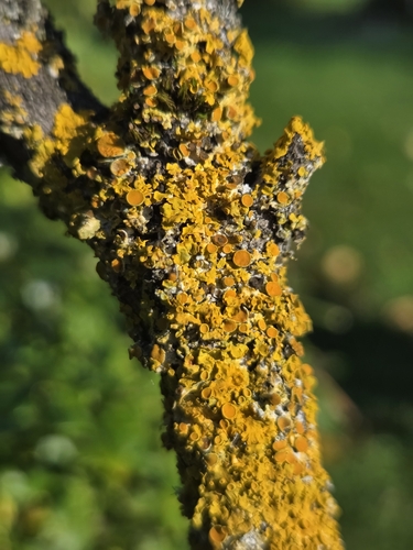Gewöhnliche Gelbflechte