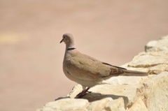 Streptopelia decaocto