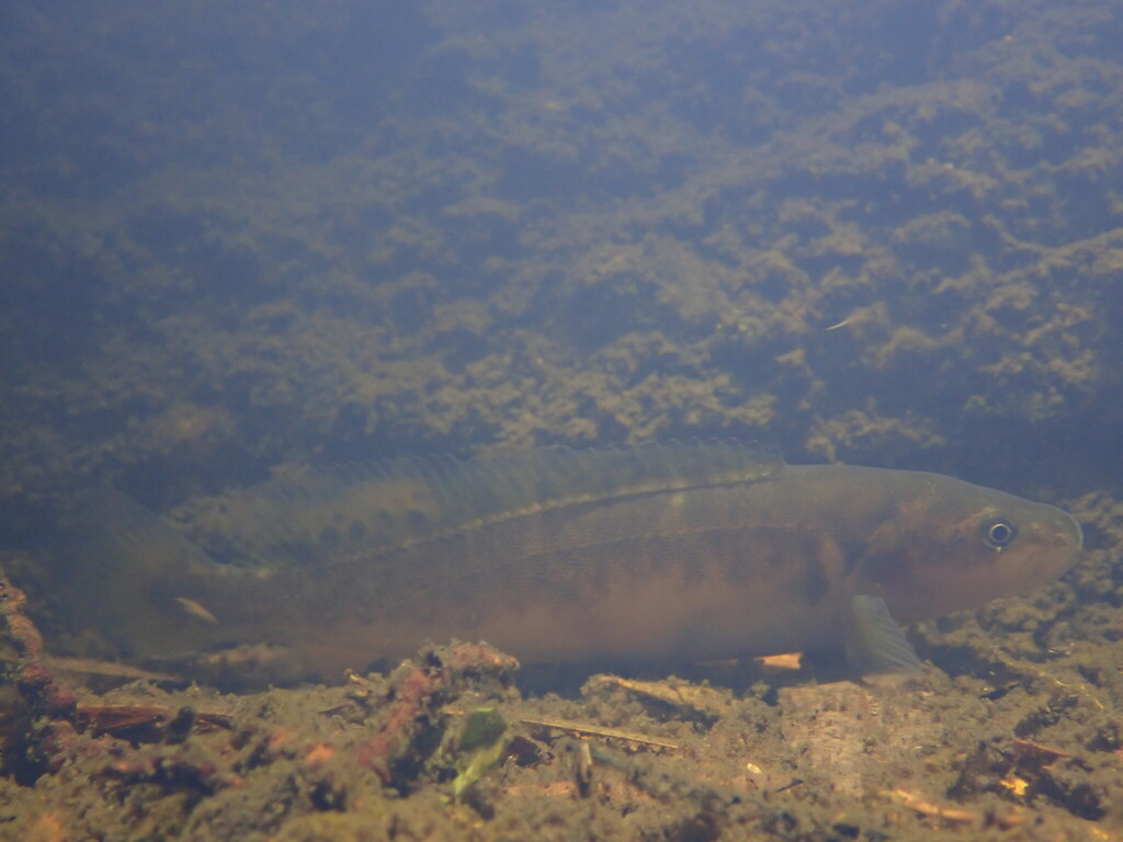 Blackfish (Gadopsis marmoratus) — Percichthyidae