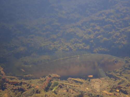 Blackfish (Gadopsis marmoratus) — Percichthyidae
