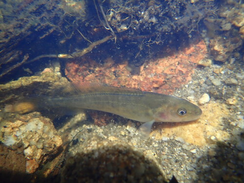 Blackfish (Gadopsis marmoratus) — Percichthyidae — 5