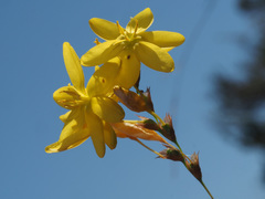 Ixia odorata