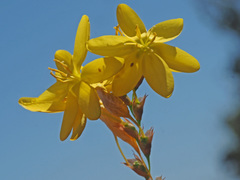 Ixia odorata