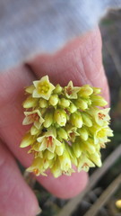 Crassula flava