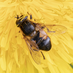 Helophilus lapponicus