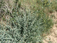 Manochlamys albicans