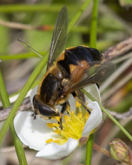 Helophilus lapponicus