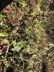 Lantana