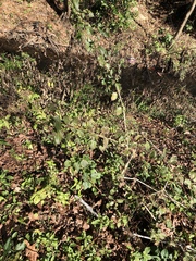 Lantana