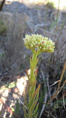 Crassula flava
