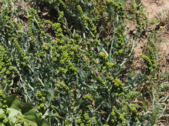 Manochlamys albicans