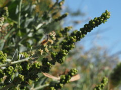 Manochlamys albicans