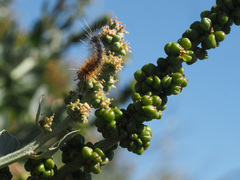 Manochlamys albicans