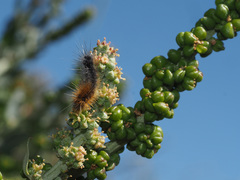 Manochlamys albicans