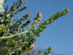 Manochlamys albicans